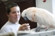 Henry Clay High School (Fayette County) sophomore Dustin Wilson attempts to get a Salmon-crested cockatoo to sit on his hand at Locust Trace AgriScience Farm (Fayette County). Photo by Amy Wallot, Sept. 28, 2011