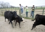 Montgomery County High School senior Nolan Walters, junior Shane Fauzey and senior George Hamilton stand back as cattle pass at the Chenault Agriculture Center.Photo by Amy Wallot, April 11 , 2013